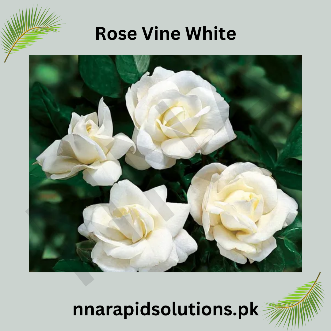 White Rose Vine  Fragrant Climbing Rose Plant for Gardens