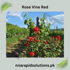 Red Rose Vine in Pakistan  Fragrant Climbing Rose Plant for Garden Dcor