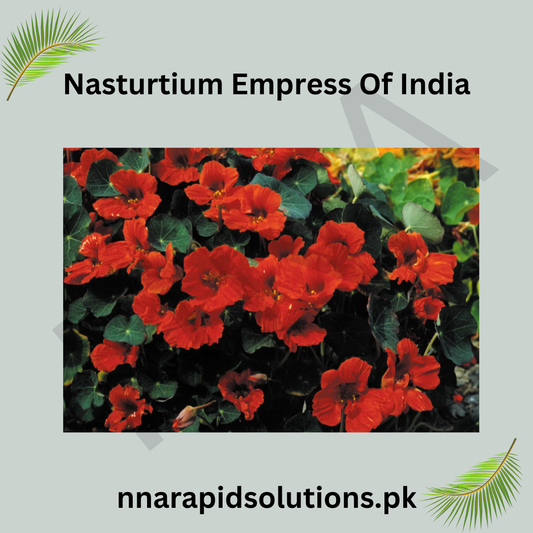 Nasturtium Empress of India Seeds in Pakistan  Deep Red Seasonal Flowers