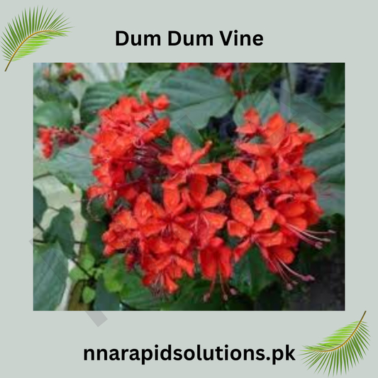 Dum Dum Vine Plant  Fast-Growing Ornamental Climber for Home & Garden
