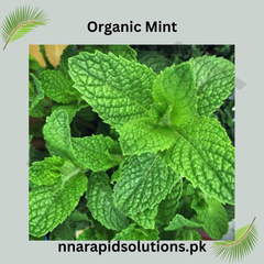 Organic Podina (Mint) Seeds  Chemical-Free Herb for Home Gardening