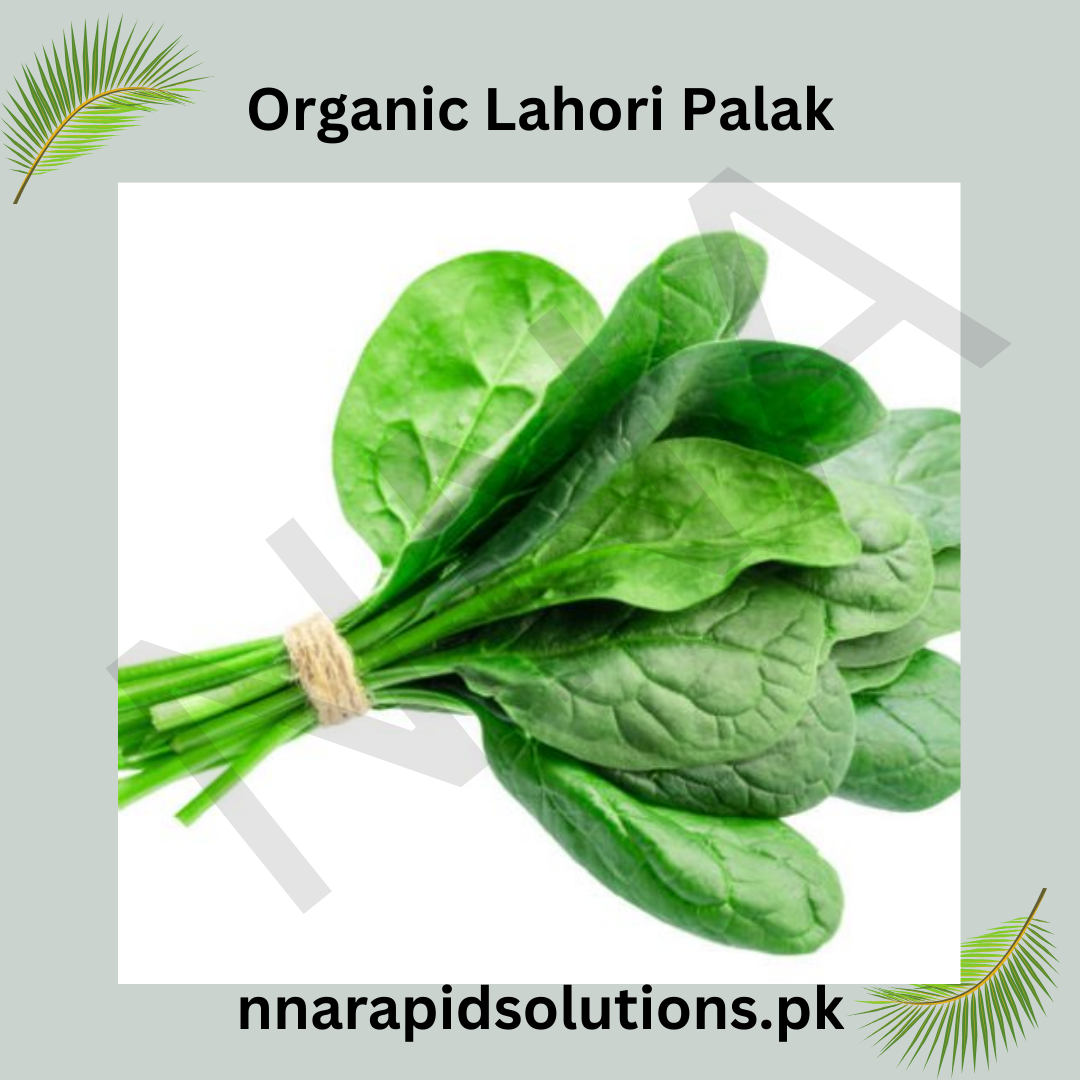 Lahori Palak Organic Seeds  Traditional Desi Spinach for Pakistani Kitchen Gardens