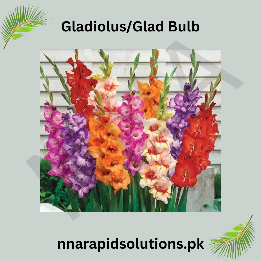 Gladiolus Bulbs-Set of 5 Bulbs