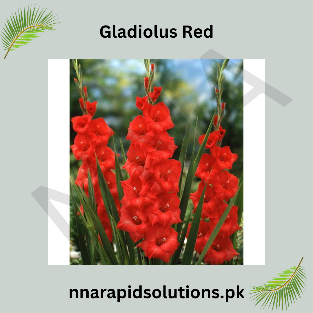 Gladiolus Red Bulb Striking Tall Spikes of Fiery Blooms