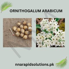 Ornithogalum Arabicum  Arabian Starflower Bulb (Limited Stock)