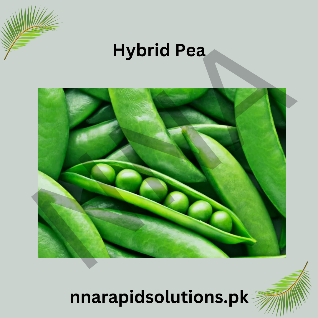 Hybrid Peas () Seeds