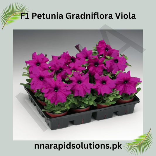 F1 Petunia Grandiflora Viola Seeds in Pakistan  Hybrid Purple Winter Flower Seeds