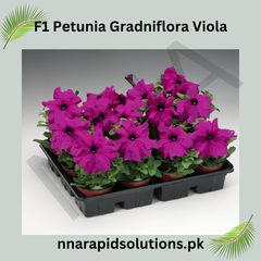 F1 Petunia Grandiflora Viola Seeds in Pakistan  Hybrid Purple Winter Flower Seeds