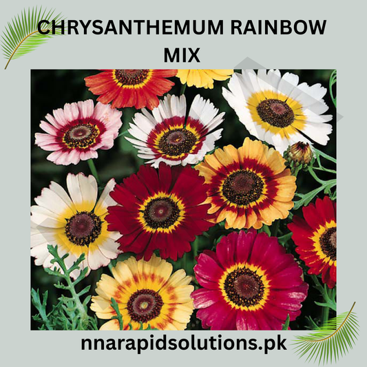 Chrysanthemum Rainbow Mix Seeds in Pakistan  Seasonal Colorful Garden Flowers
