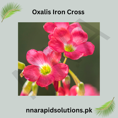 Oxalis Iron Cross  Lucky Clover Bulbs for Garden & Pots