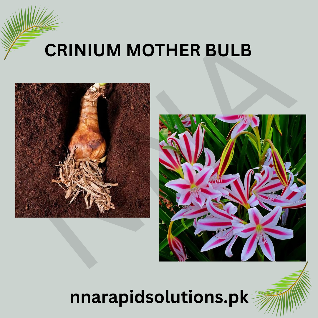 Crinum/Crinium Mother Bulb  Large, Fragrant & Fast-Blooming Bulb