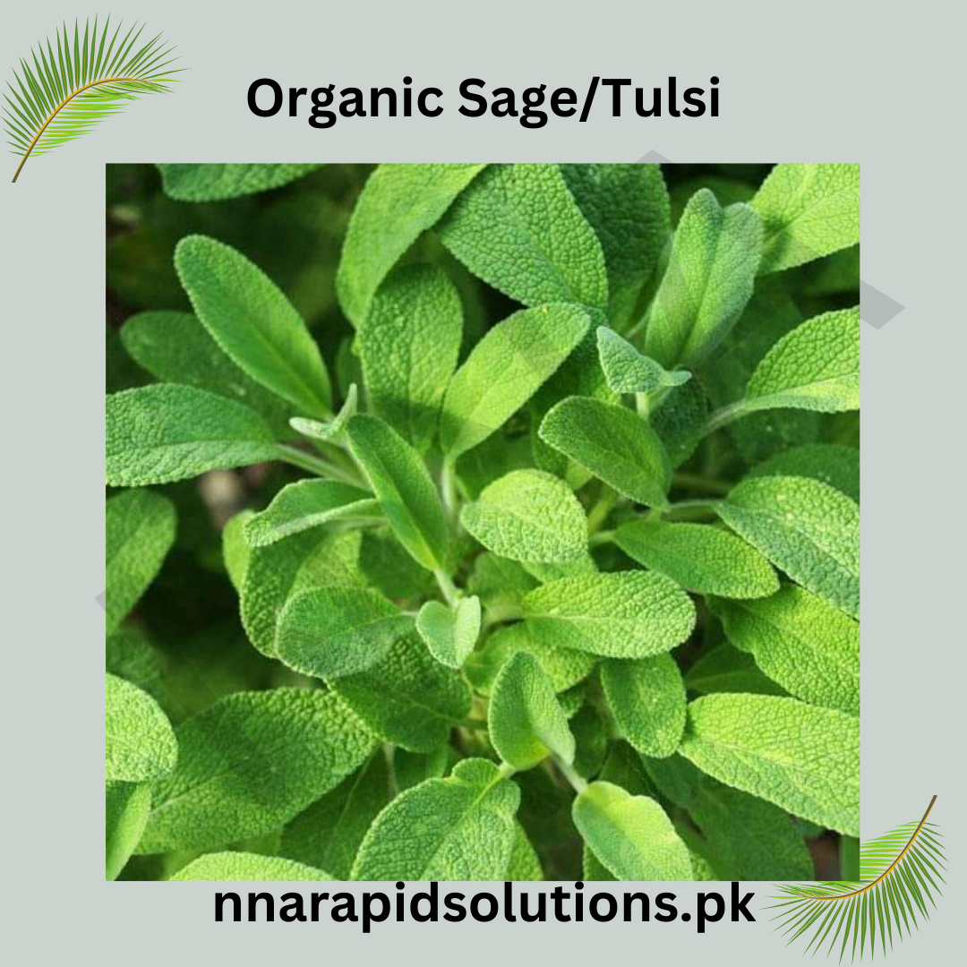 Sage Herb Seeds  Medicinal & Culinary Herb ( /  ) for Pakistani Gardens