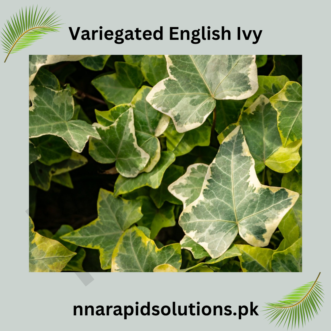 Variegated English Ivy Plant  Elegant Evergreen Climber for Indoors & Outdoors