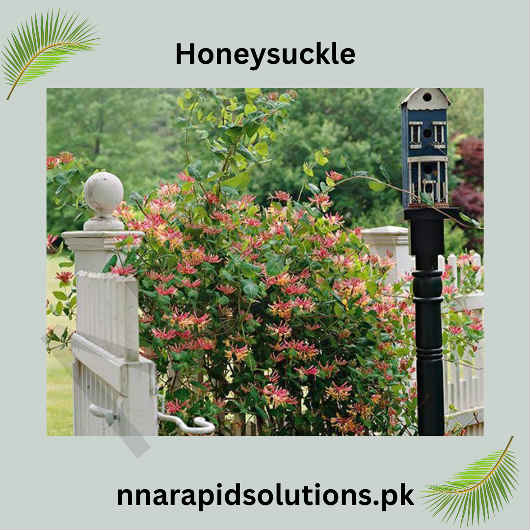 Honeysuckle Plant in Pakistan  Fragrant Flowering Vine for Shade & Decor