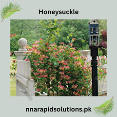 Honeysuckle Plant in Pakistan  Fragrant Flowering Vine for Shade & Decor
