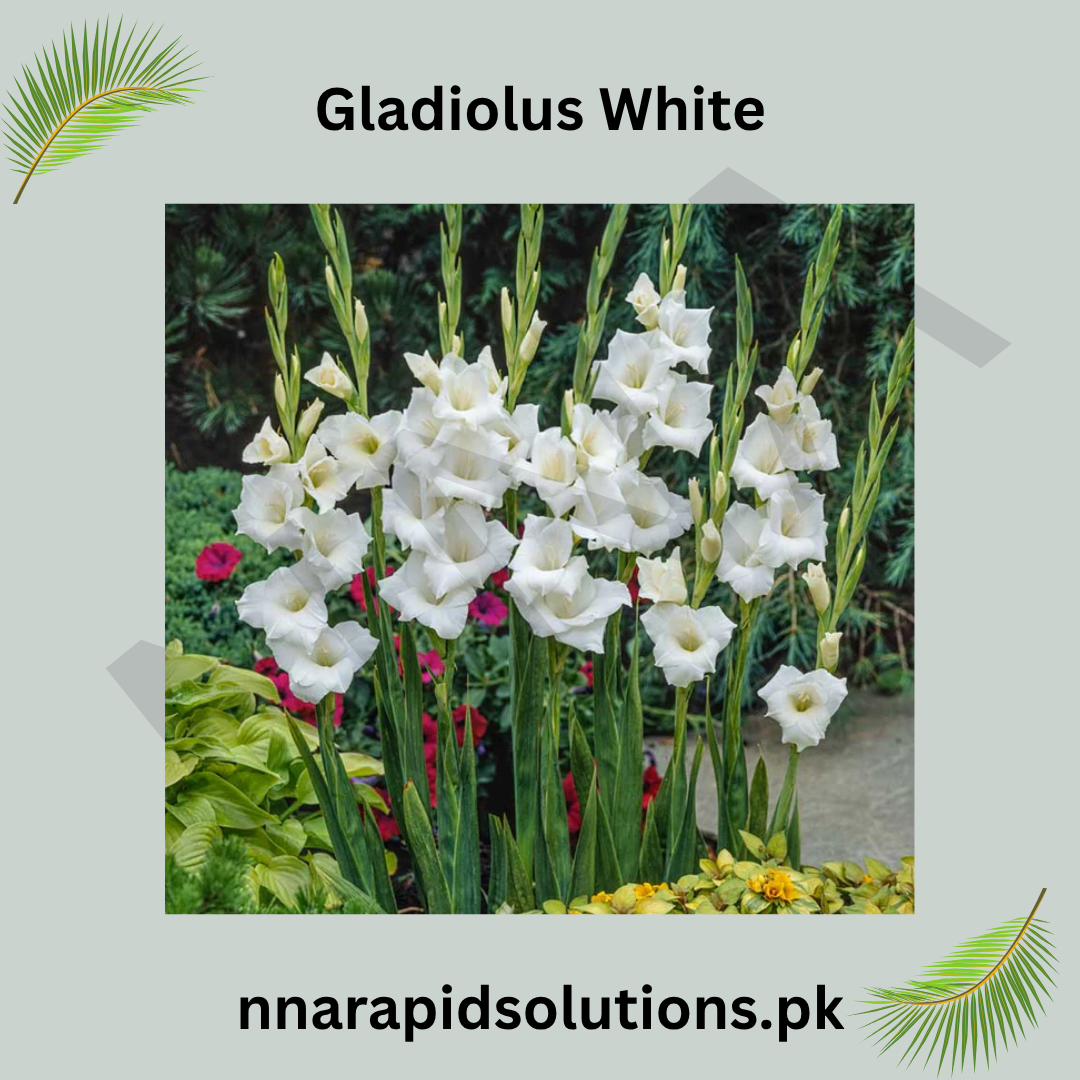 Gladiolus White Bulb Elegant Spikes of Pure White Blooms