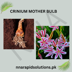 Crinum/Crinium Mother Bulb  Large, Fragrant & Fast-Blooming Bulb