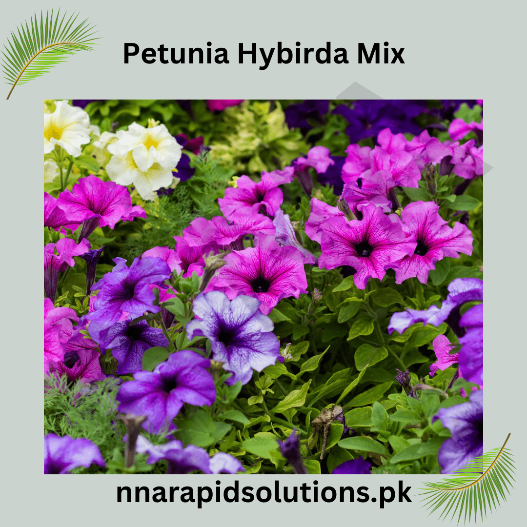 Petunia Hybrida Mix Seeds in Pakistan  Colorful Flower Seeds for Pots & Gardens