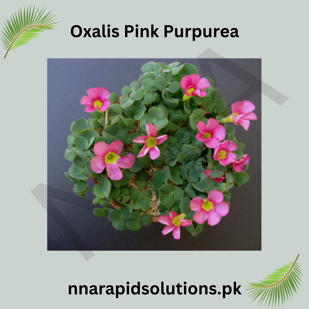 Oxalis Pink Purpurea  Elegant Pink Clover Blooms