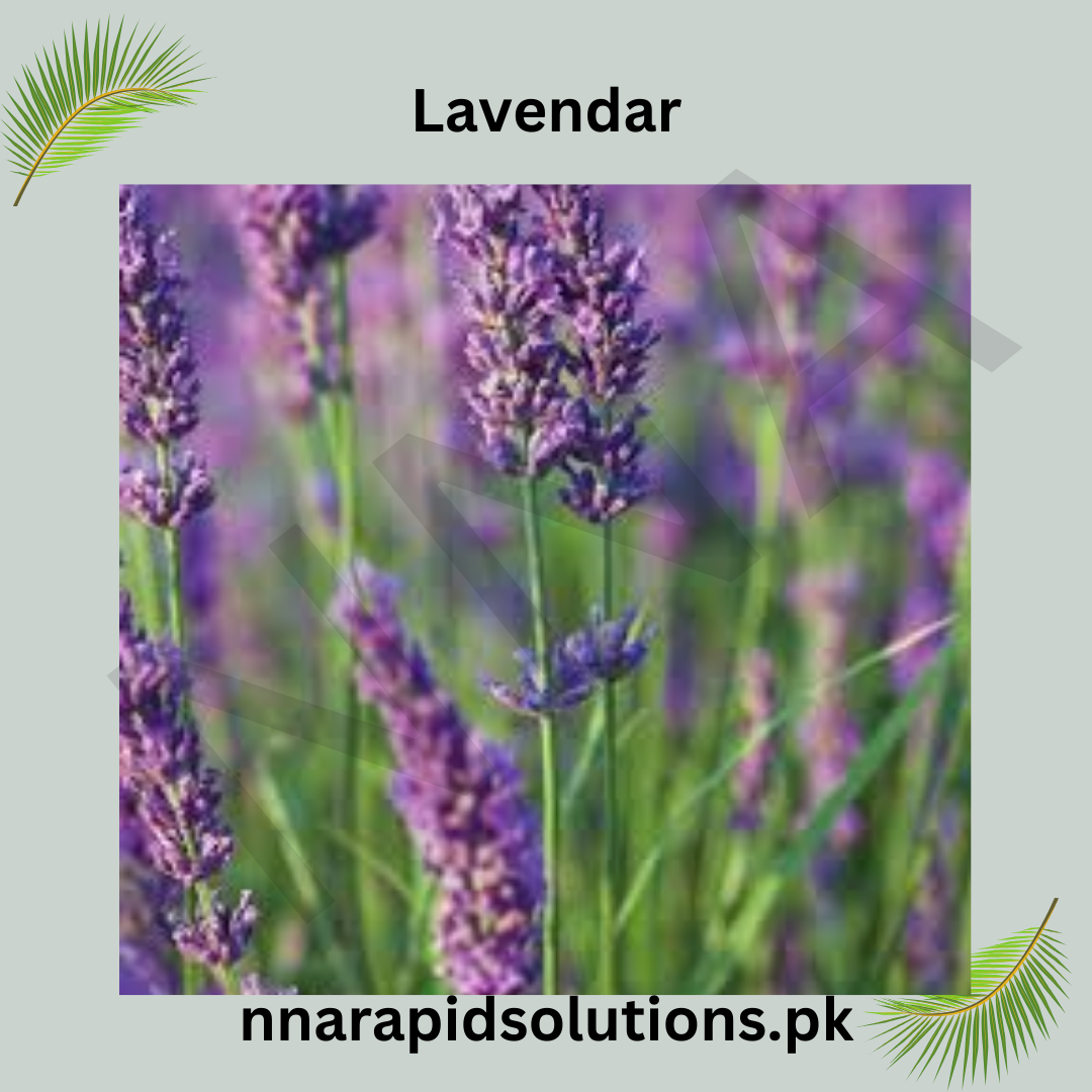 Lavender Herb Seeds in Pakistan  Grow Fragrant, Medicinal Lavender at Home