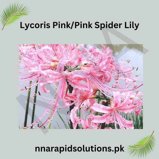 Pink Spider Lily (Lycoris Pink)  Elegant Bloom for Your Garden
