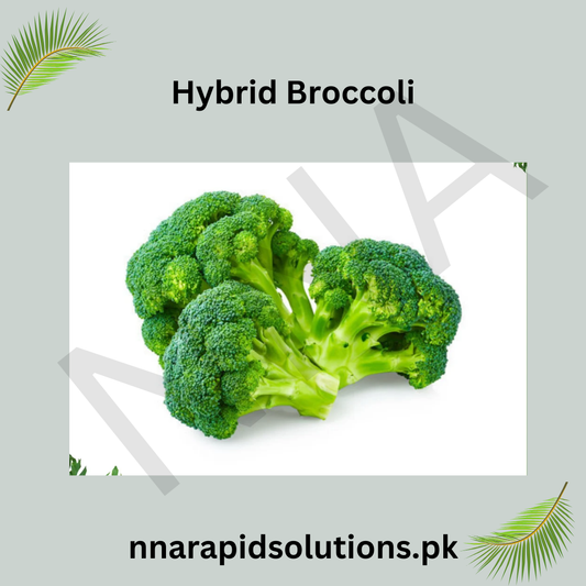 Hybrid Broccoli () Seeds