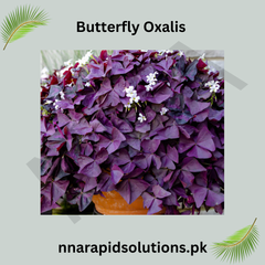 Butterfly Oxalis  Rare Purple Shamrock Bulbs