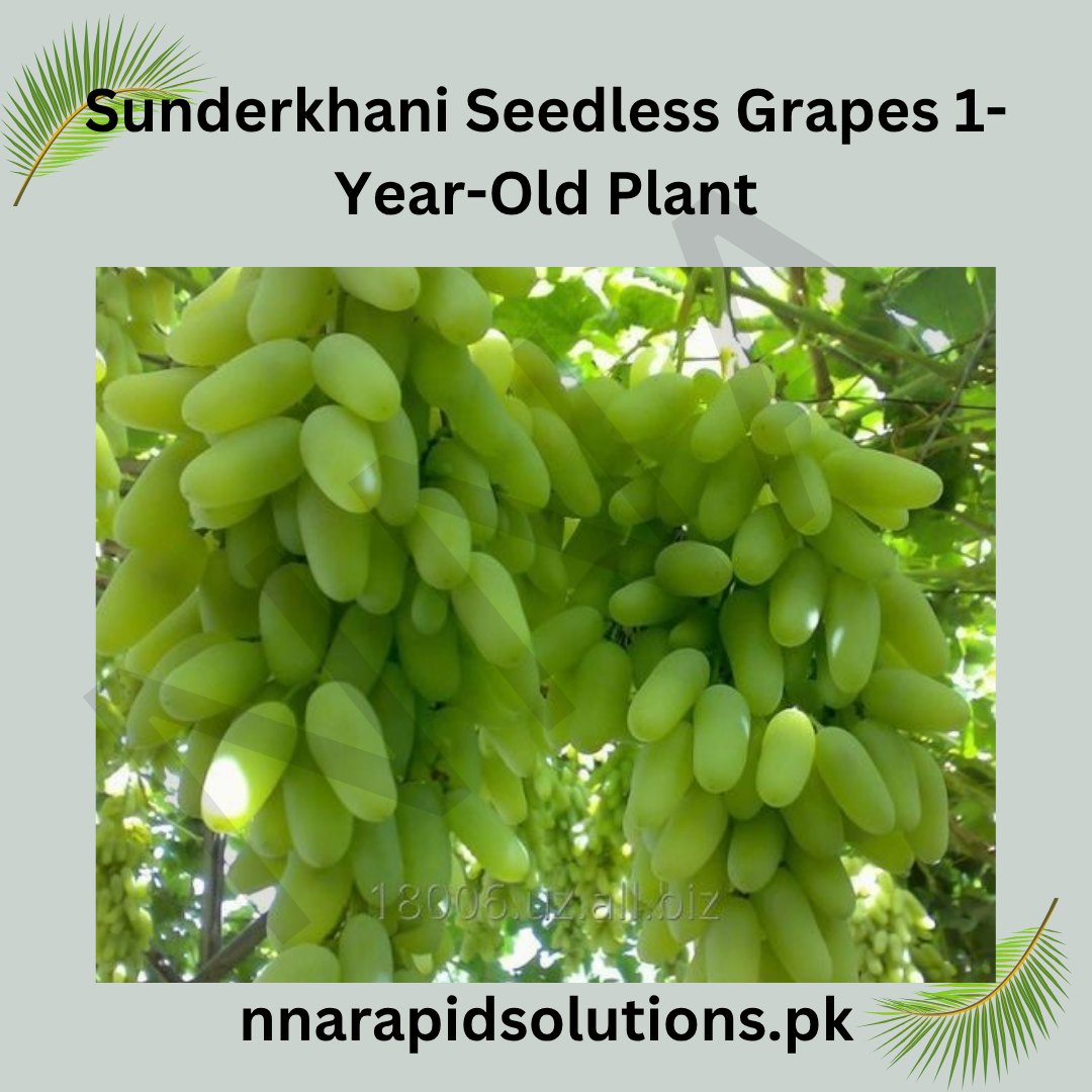 Sunderkhani Seedless Grapes 1-Year-Old Plant  Grafted Seedless Vine for Gardens