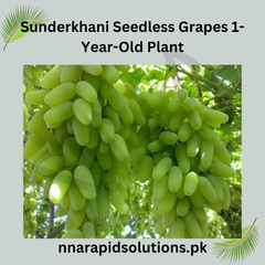 Sunderkhani Seedless Grapes 1-Year-Old Plant  Grafted Seedless Vine for Gardens