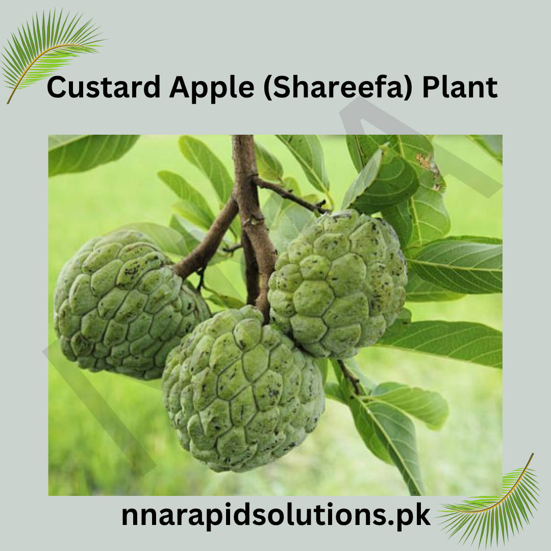 Custard Apple (Shareefa) Plant  Sweet & Nutritious Fruit Tree