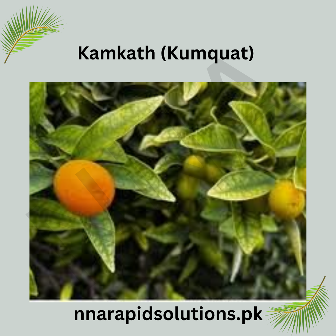 Kamkath (Kumquat)  Fruit-Bearing Plant