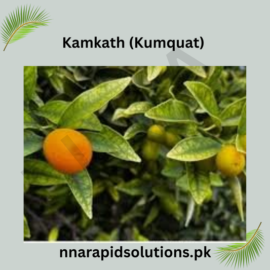 Kamkath (Kumquat)  Fruit-Bearing Plant