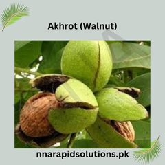 Akhrot (Walnut)  Fruit Plant (1 Year Old)
