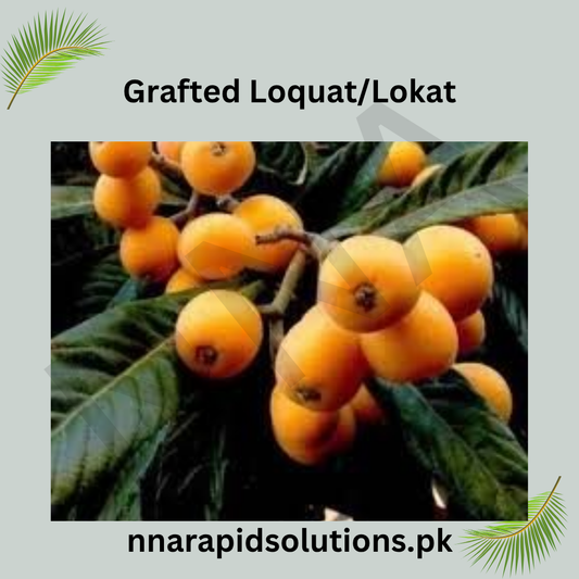 Grafted Loquat/Lokat  Fruit Plant (1 Year Old)