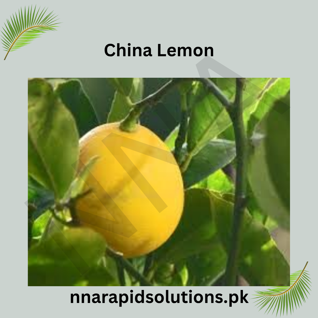 China Lemon  Fruit Plant (2 Years Old)