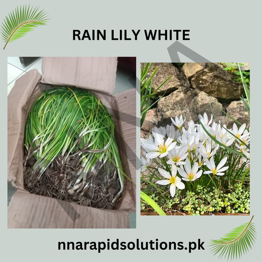 Rain Lily White  Graceful Monsoon Blooms