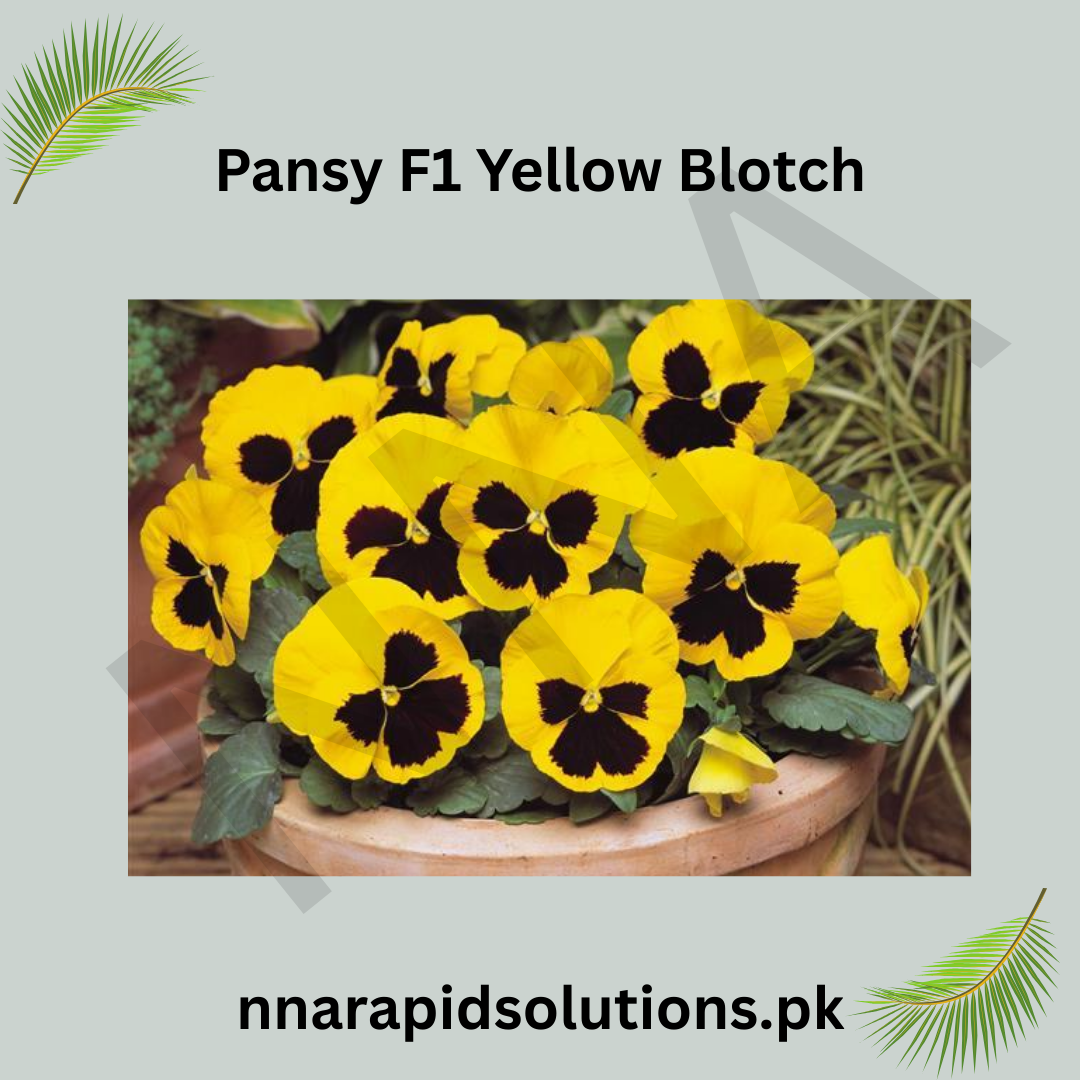 Pansy/Pensy F1 Yellow Blotch  Premium Hybrid Flower Seeds