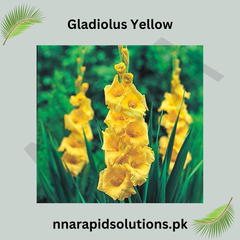 Gladiolus Yellow Bulb  Bright & Cheerful Spikes of Golden Blooms