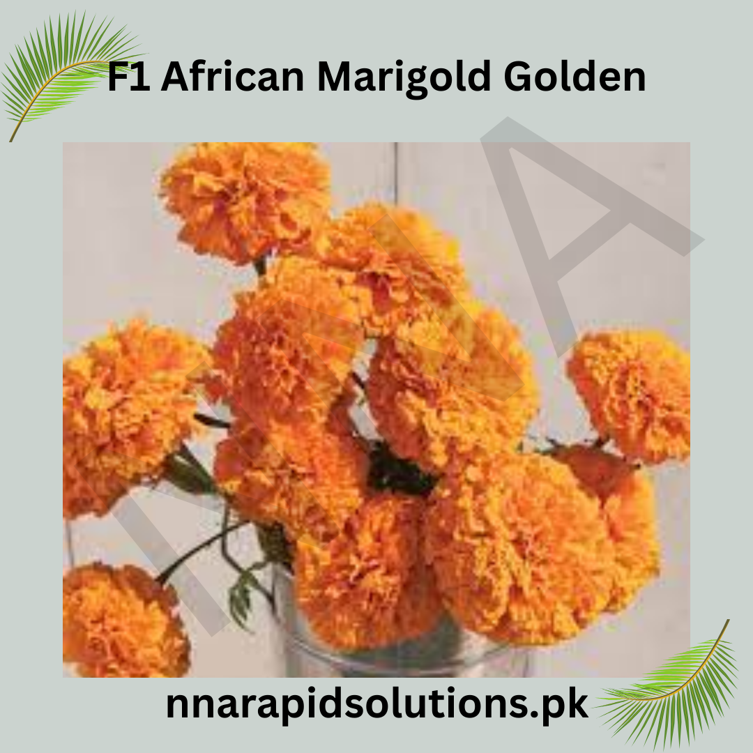F1 African Marigold Orange Seeds in Pakistan  Hybrid Flower Seeds for Pots & Borders
