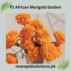 F1 African Marigold Orange Seeds in Pakistan  Hybrid Flower Seeds for Pots & Borders
