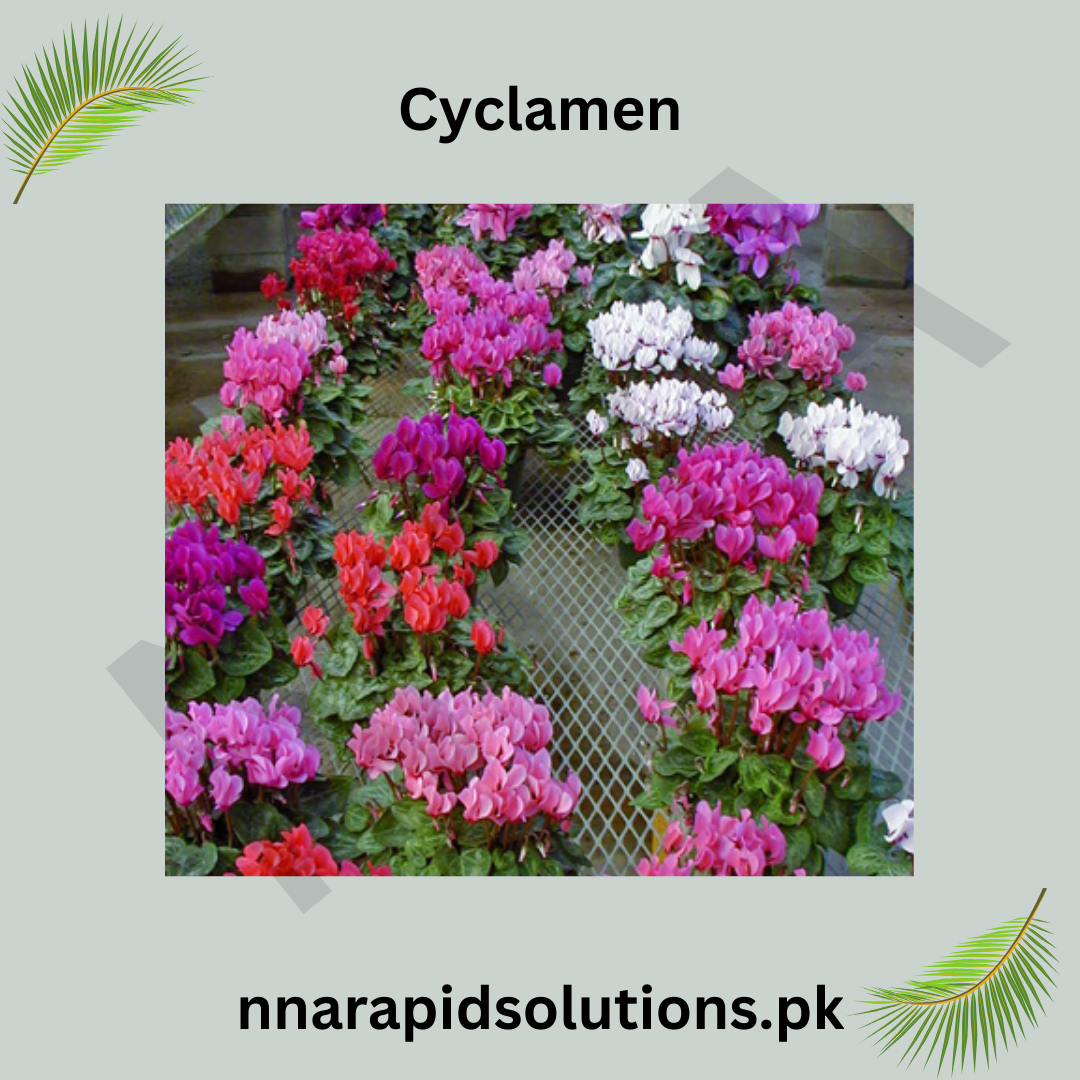 Cyclamen-8 different shades (1 Bulb)