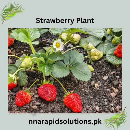 Strawberry Plants in Pakistan  Sweet Fruiting Plants for Home Garden & Pots