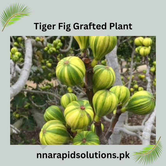 Tiger Fig Grafted Plant (2 Years, 45 ft)  Rare Striped Figs in Pakistan