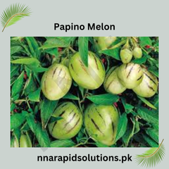 Papino Melon Plant Exotic Fruit Plant for Pakistan Gardens