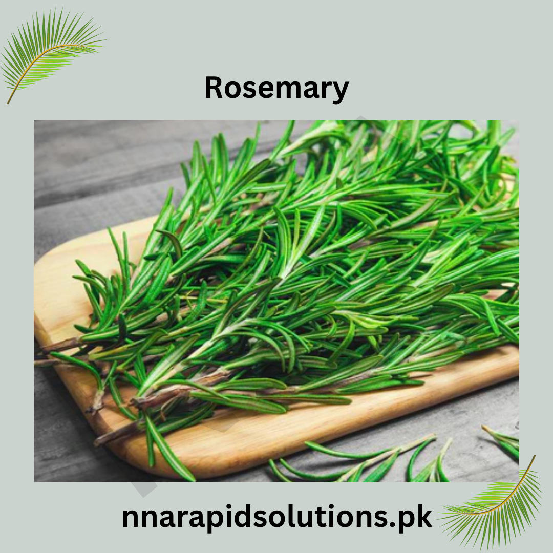 Rosemary Paneeri  Fresh Aromatic Herb Seedlings for Home & Garden