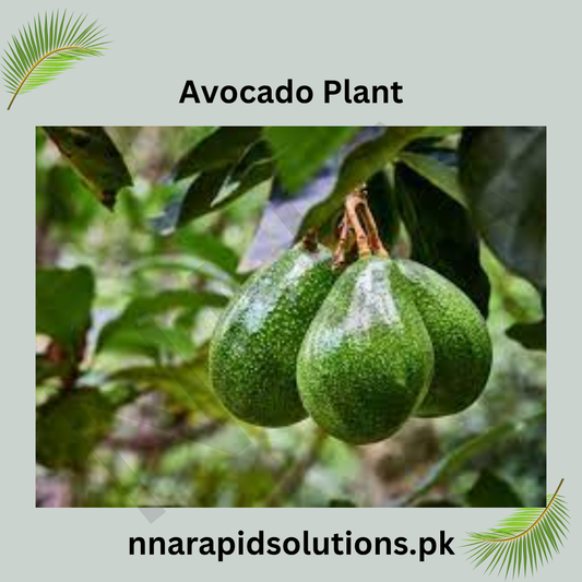 Avocado Plant (1 Ft)  Start Growing Natures Creamiest Super fruit