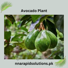 Avocado Plant (1 Ft)  Start Growing Natures Creamiest Super fruit