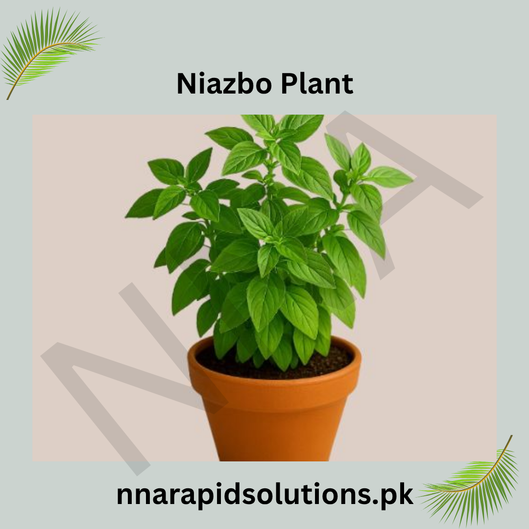 Niazbo Plant  Fragrant, Medicinal & Traditionally Loved