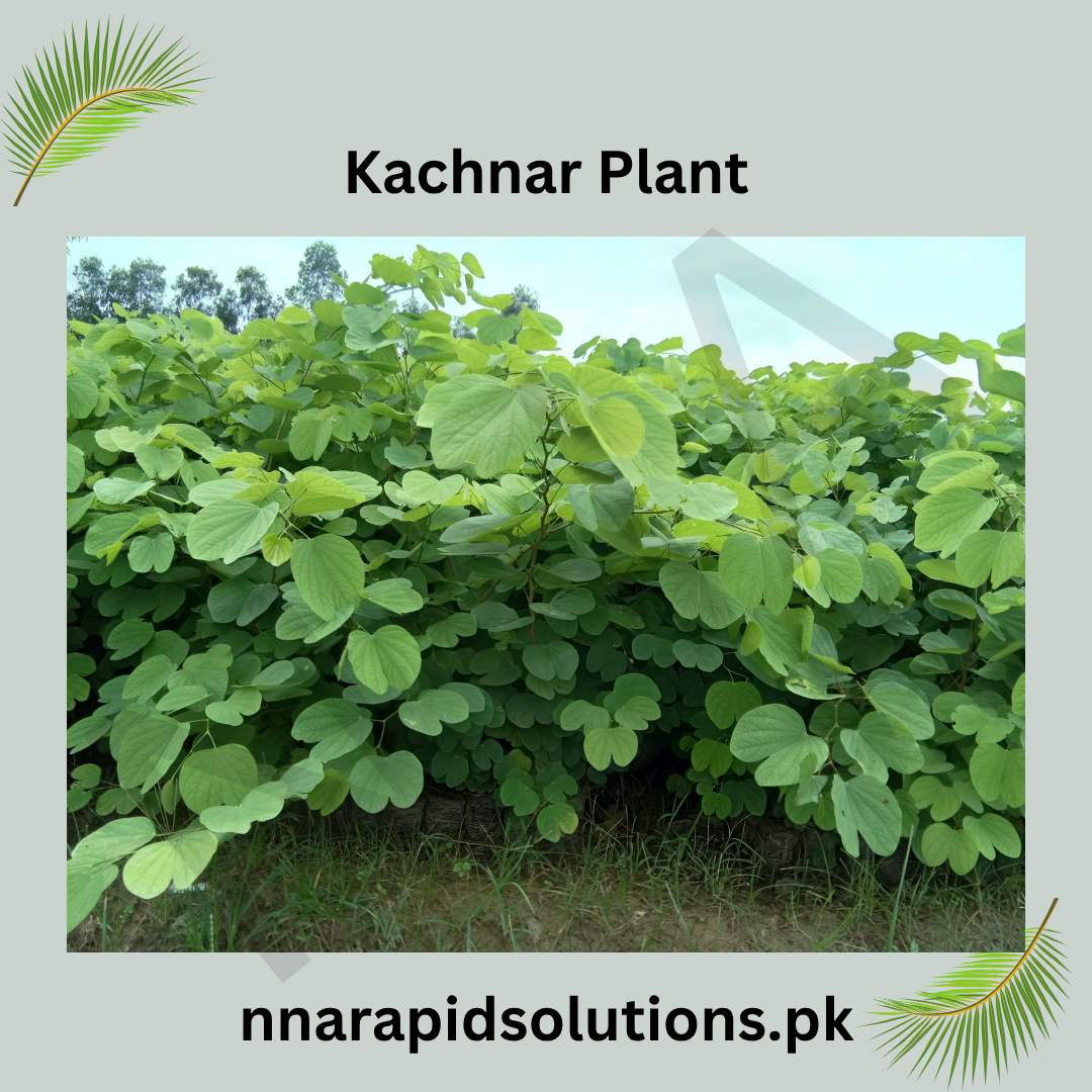 Kachnar Plant  Elegant Blooms with Traditional & Culinary Value