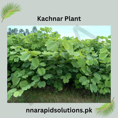 Kachnar Plant  Elegant Blooms with Traditional & Culinary Value